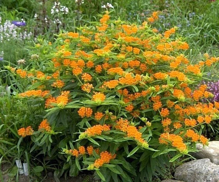 Orange Butterfly Weed Seeds - Native Wildflower for Container Garden - Asclepias tuberosa - 50+ Seeds