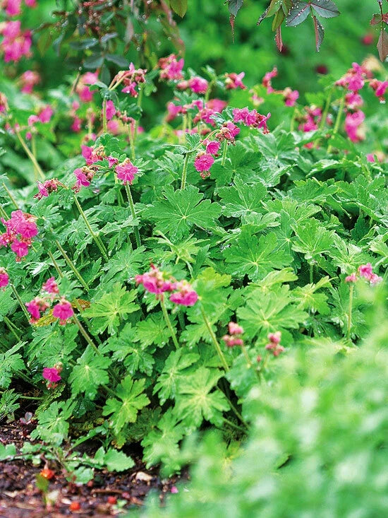 Big Root Geranium Live Plants Set of 3 | Geranium macrorrhizum Perennial Ground Cover for Shade