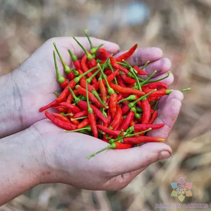 Chile de Arbol Hot Pepper Seeds - 25+ Count, Capsicum annuum, Spicy Peppers for Garden, Organic, Non-GMO, USA Quality