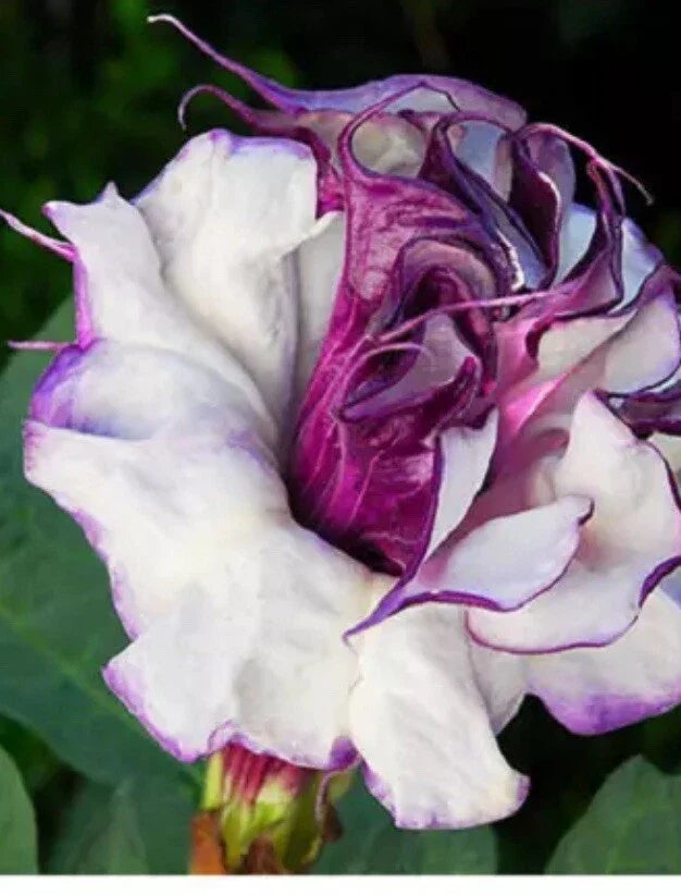 Angel Trumpet Seeds 50+ Pack Mixed White Purple Datura spp. Outdoor Drought-Resistant Flowering Plant