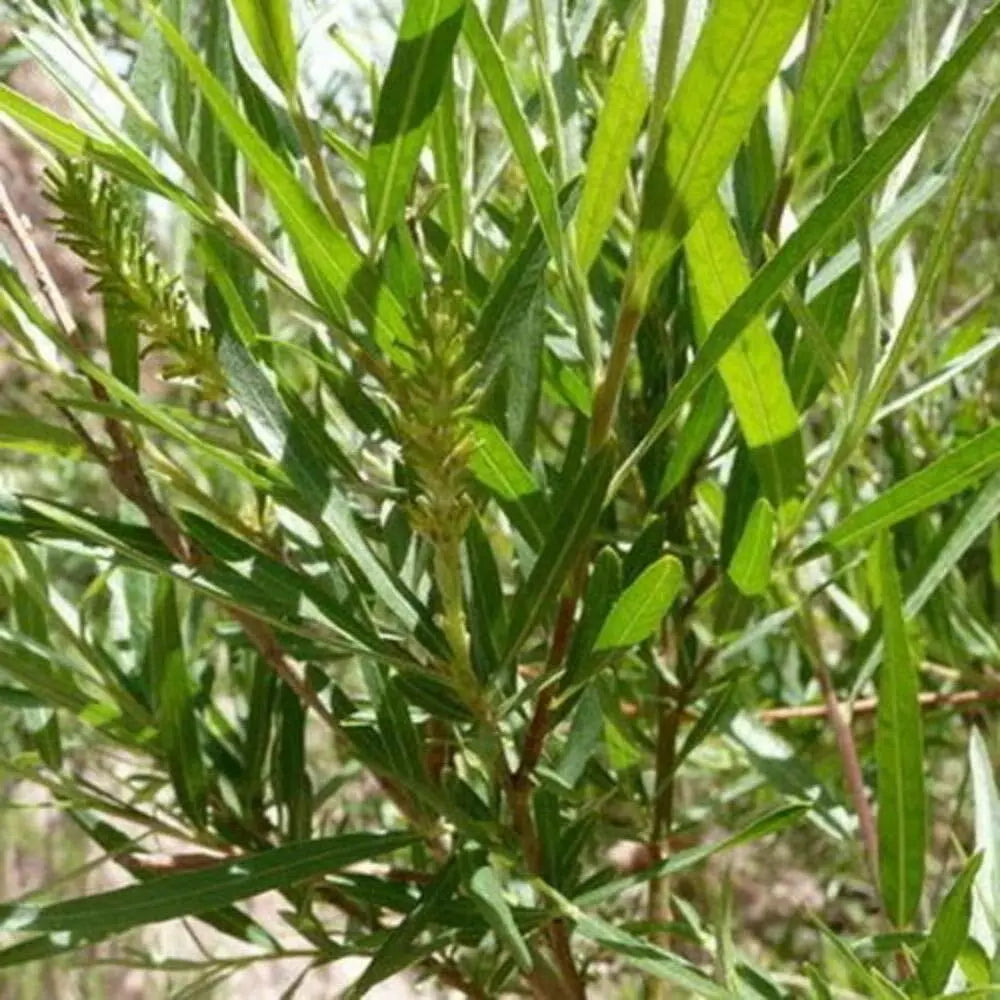 Sandbar Willow Cuttings 10 Pack, Salix exigua, Coyote Willow, Wetland Plant, Erosion Control, Deciduous Shrub