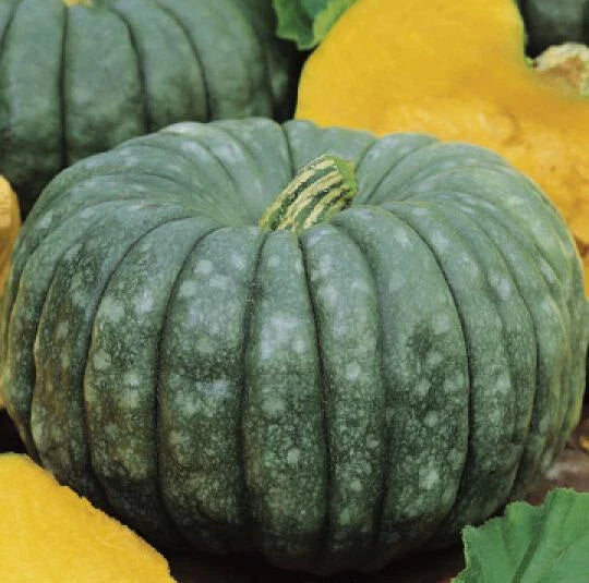 Jarrahdale Blue Pumpkin Seeds - Heirloom Non-GMO Cucurbita maxima, 15+ Sweet Queensland Variety for Culinary & Decorative Use
