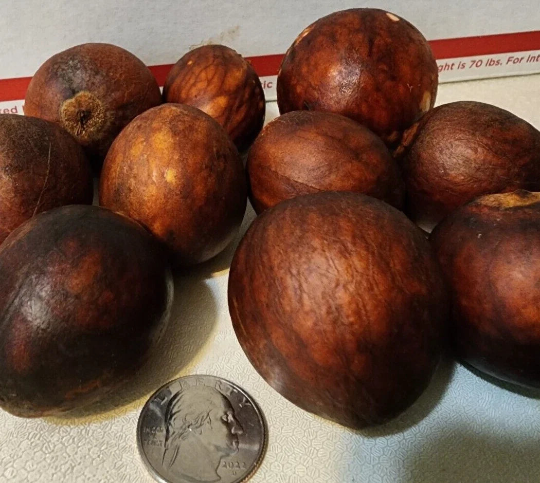 Lula Avocado Fruit Tree Seeds – Persea Americana – High Yield Home Garden Planting Kit – 2 Seeds