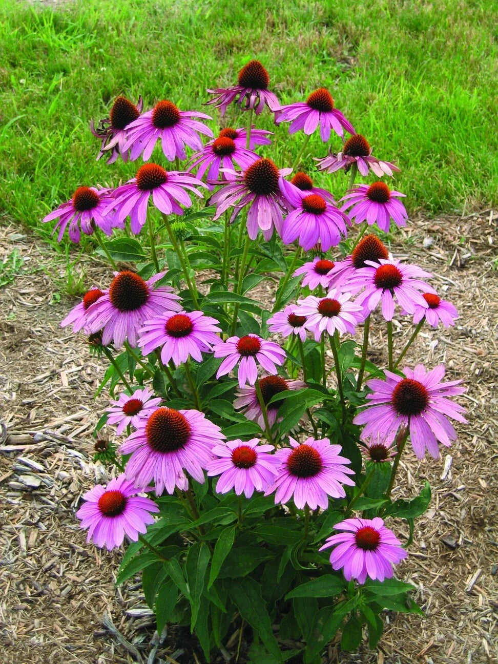 Echinacea Seeds - Prairie Splendor Deep Rose - Perennial Flowering Plant - Echinacea purpurea - Pollinator Garden Seeds