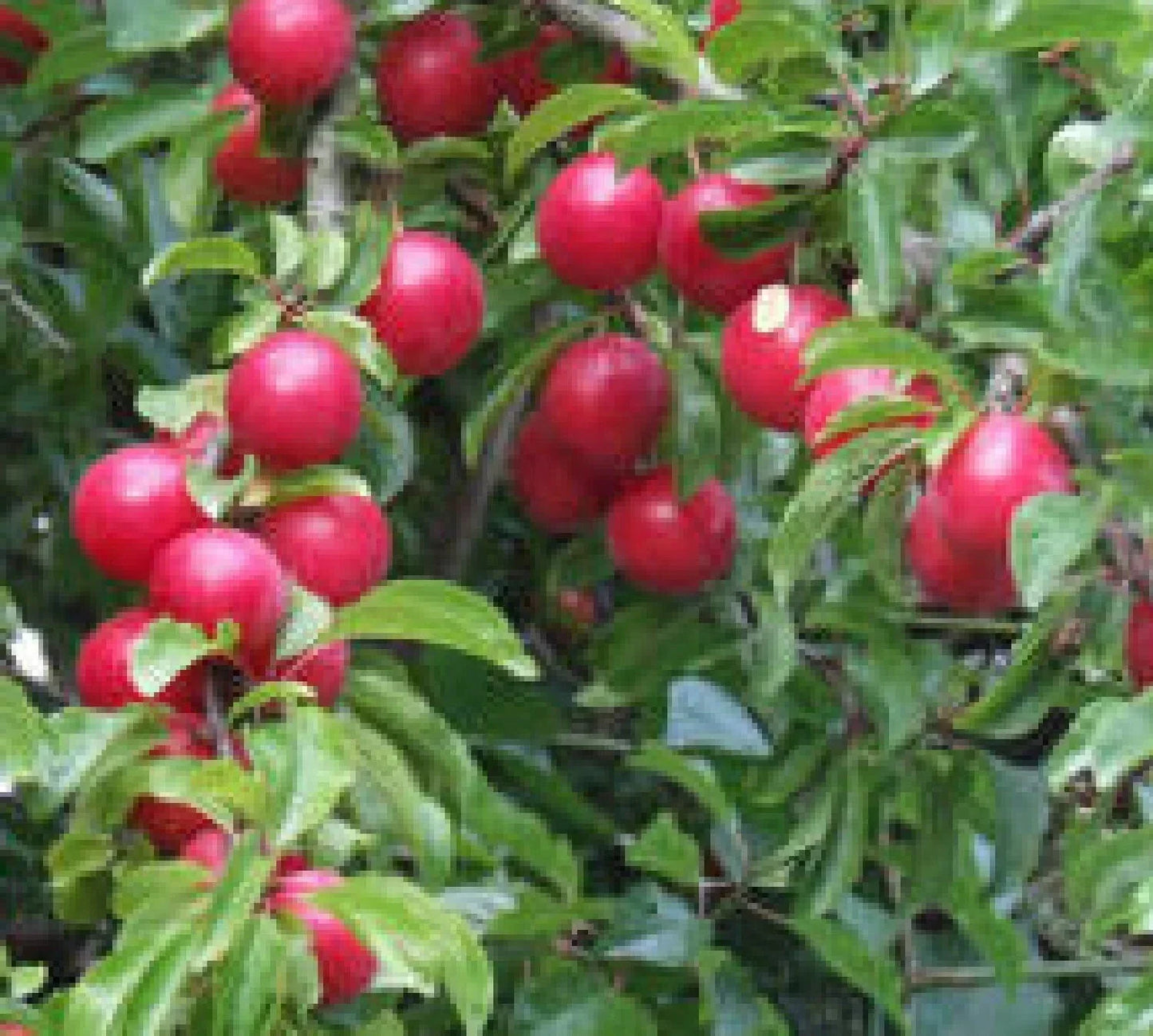 Cherry Plum Tree Seedling - Prunus cerasifera Live Dormant Plant