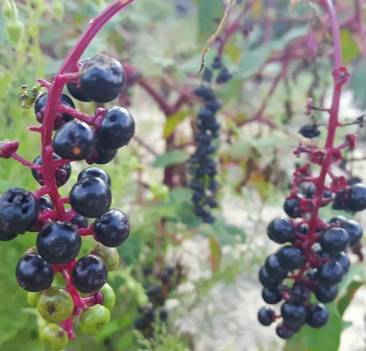 Pokeweed Seeds 25 Pack | Phytolacca Americana | Florida Native Edible Wild Plant for Foraging & Gardens