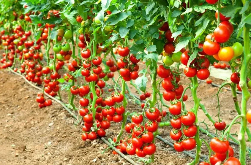 Early Cascade Tomato Seeds - Organic Heirloom Non-GMO - 10+ Seeds