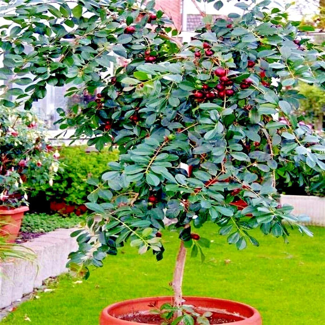 50 Strawberry Guava Tree Seeds - Edible Fruit Plant - Psidium cattleianum - Tropical Garden Shrub or Small Tree
