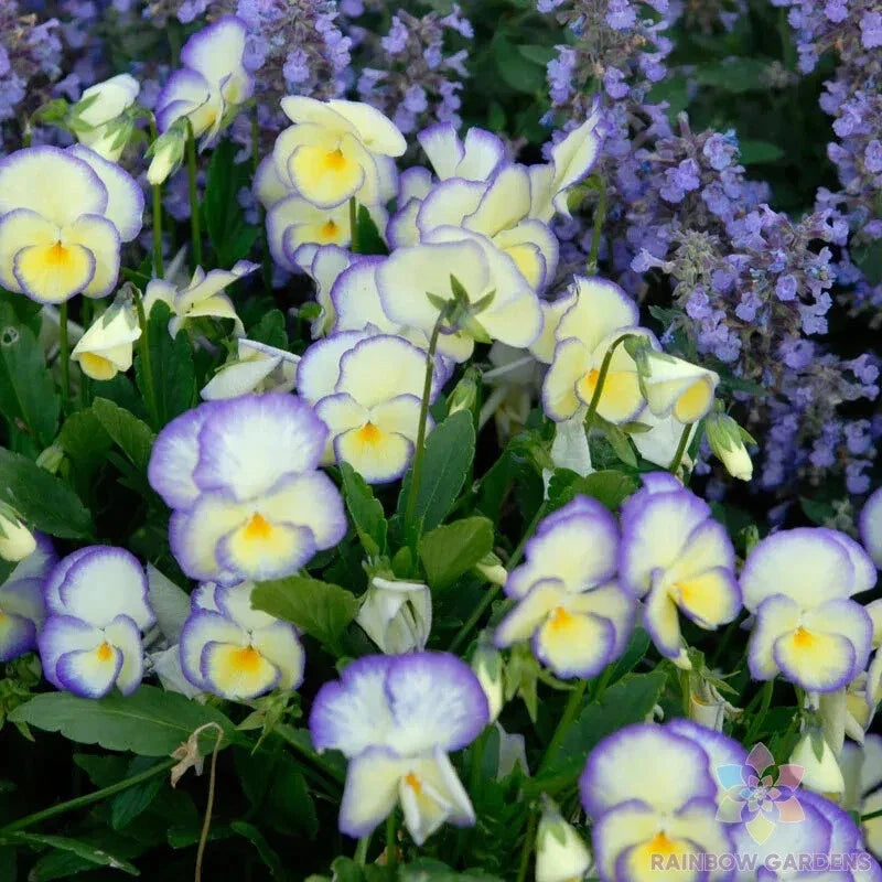 Etain Pansy Seeds - Viola tricolor var. hortensis - Garden Flower Seeds for Borders & Containers - USA Grown