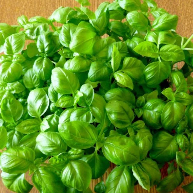 Basil Seeds Genovese Sweet Non-GMO Pack of 500 for Pesto, Culinary Herb, Ocimum basilicum