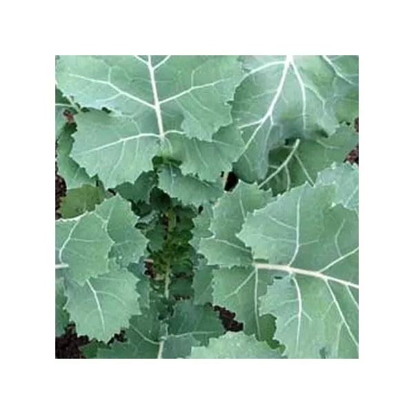 Premier Kale Seeds Pack of 2,000 Non-GMO Heirloom Early Hanover Brassica oleracea var. sabellica
