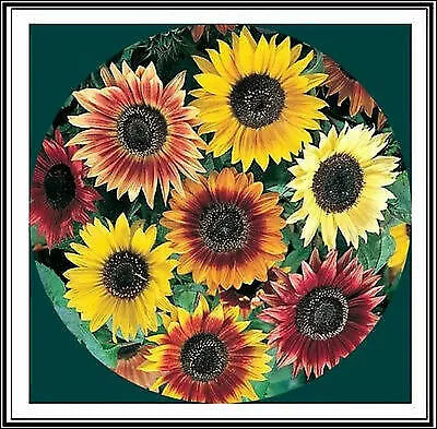 Sunflower Seeds Mix - 50+ Seeds, Crazy Mix, 15+ Varieties, Helianthus annuus, Vibrant Colors, Easy to Grow, Pollinator Attracting
