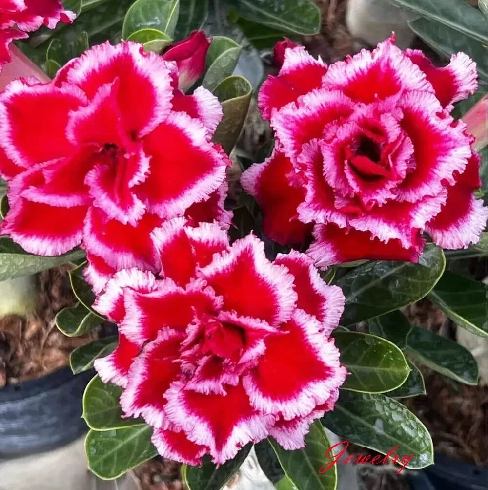 Desert Rose Adenium Obesum Rooted Seedling Plant – 4-6 Inches, Unique Succulent Variety for Indoor & Outdoor Gardens