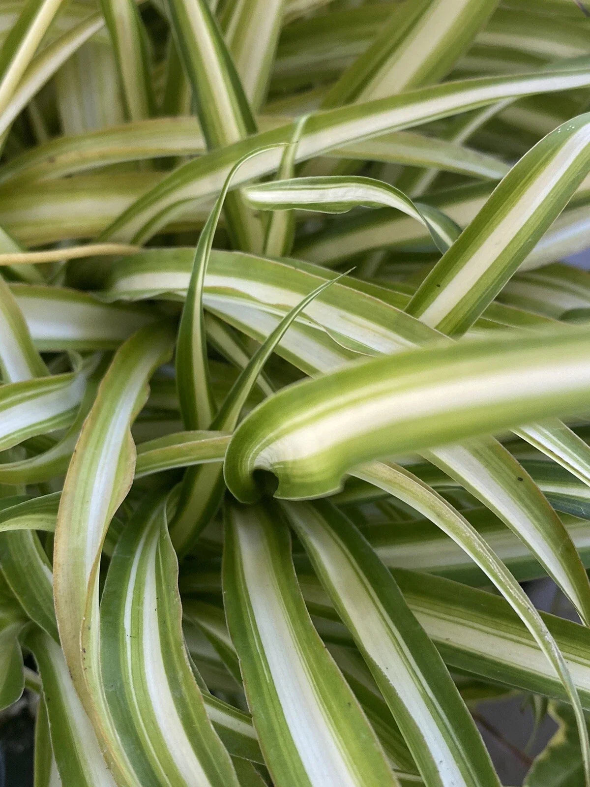 Variegated Spider Plant Set of 2 Well-Rooted Indoor Houseplants Chlorophytum comosum