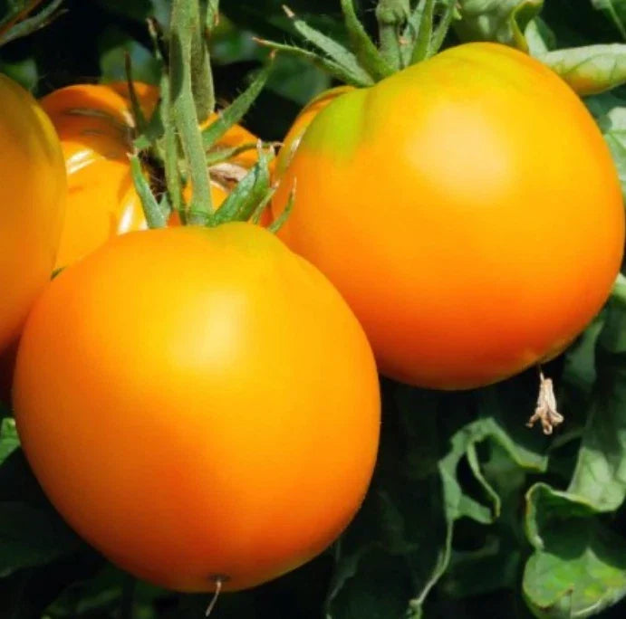 Garden Peach Tomato Seeds - 50 Heirloom Non-GMO Solanum lycopersicum 'Cocona' Low Acid Fruit
