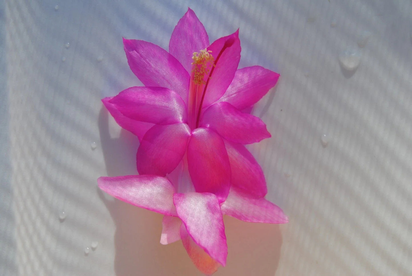 Christmas Cactus Starter Plant, Small Well-Rooted Schlumbergera Truncata for Indoor Decor, Holiday Blooms
