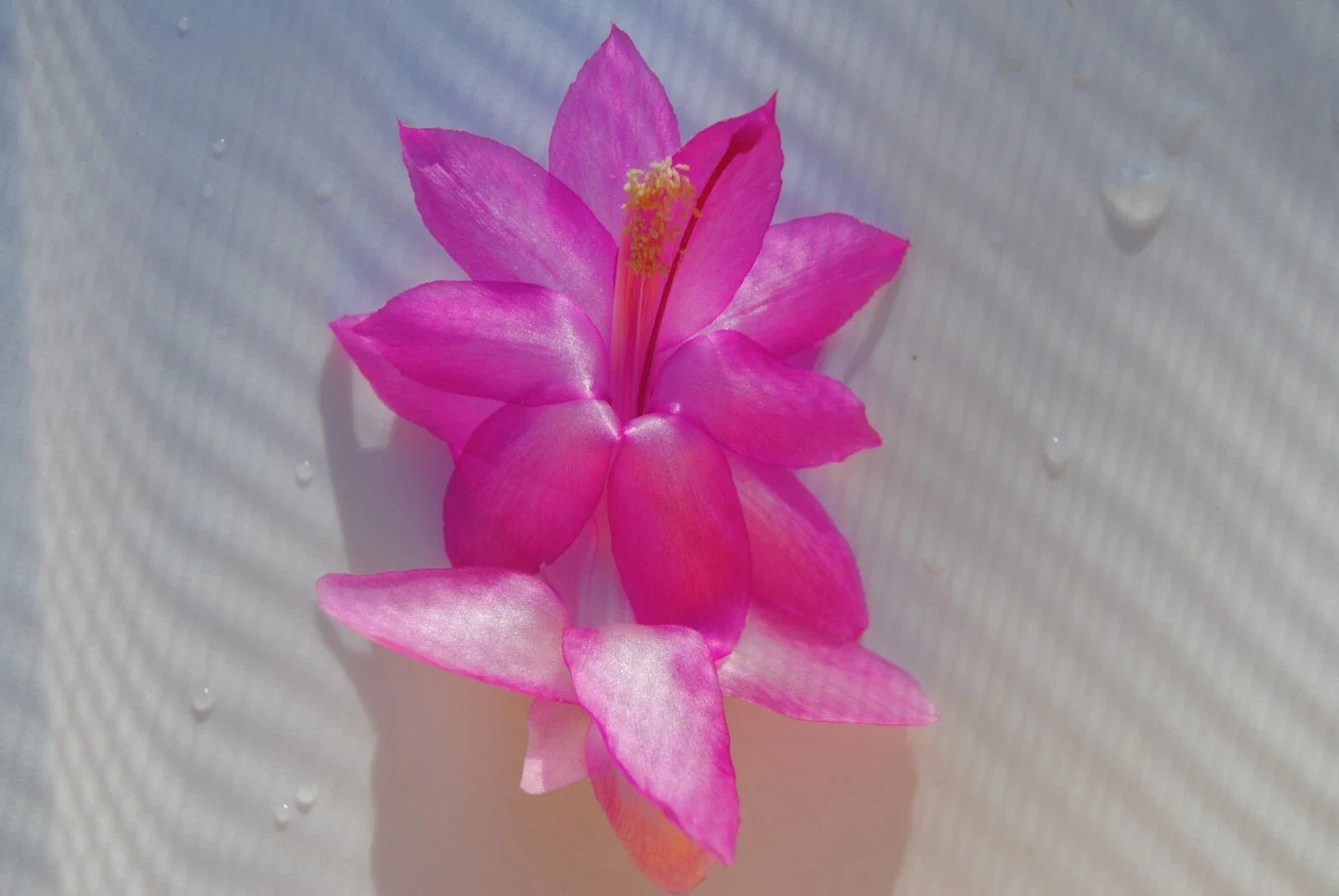 Christmas Cactus Starter Plant, Small Well-Rooted Schlumbergera Truncata for Indoor Decor, Holiday Blooms