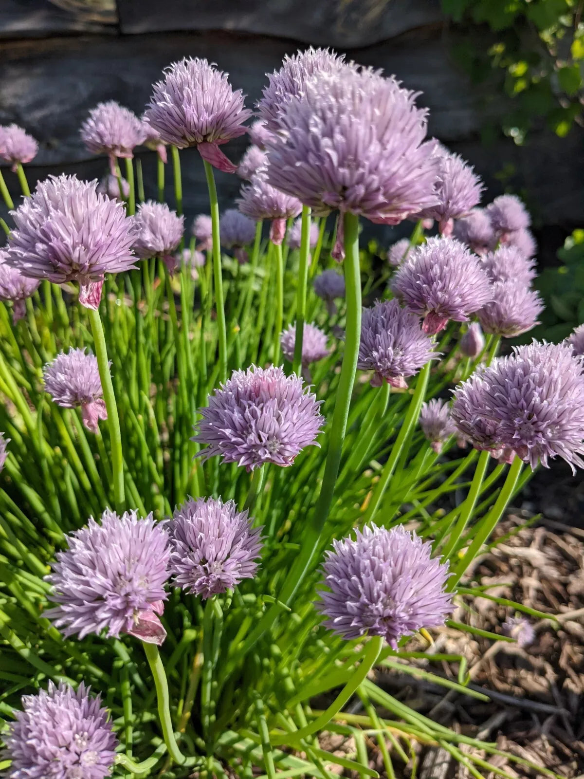 Chives Live Perennial Herb Plants – 4 Plugs, Edible Flowers, Allium schoenoprasum, Easy to Grow Culinary Herb
