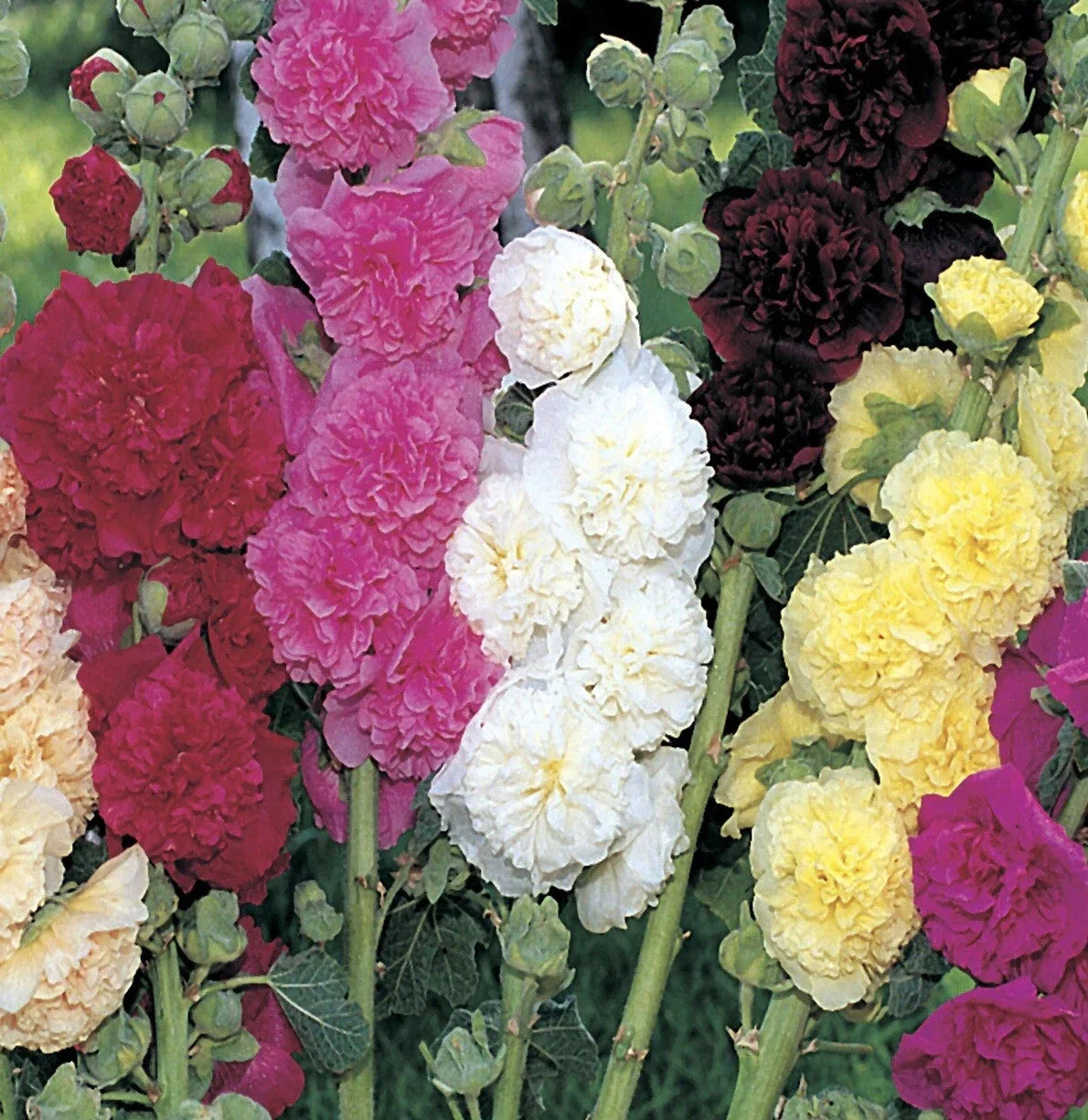 Hollyhock Seeds - 25+ Summer Carnival Mix - Non-GMO Flower Garden Seeds - Alcea rosea for Borders & Pollinator Gardens