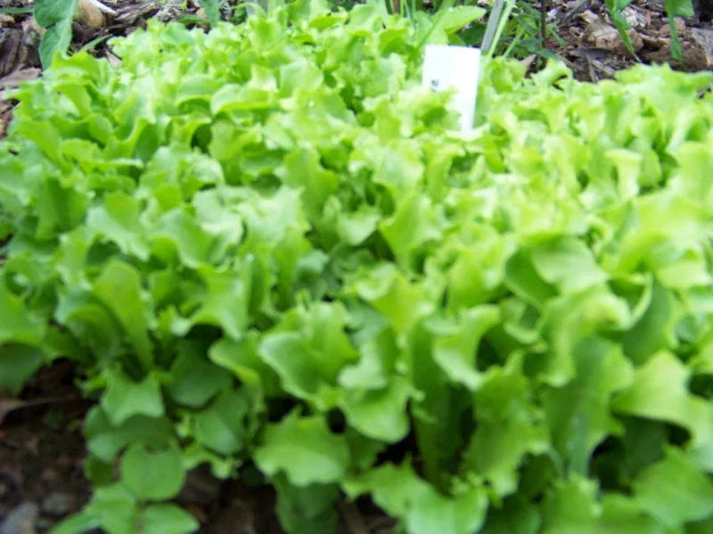 Black Seeded Simpson Lettuce Seeds - Heirloom Lactuca sativa, Non-GMO, Easy to Grow, Salad Greens, 875 Pack