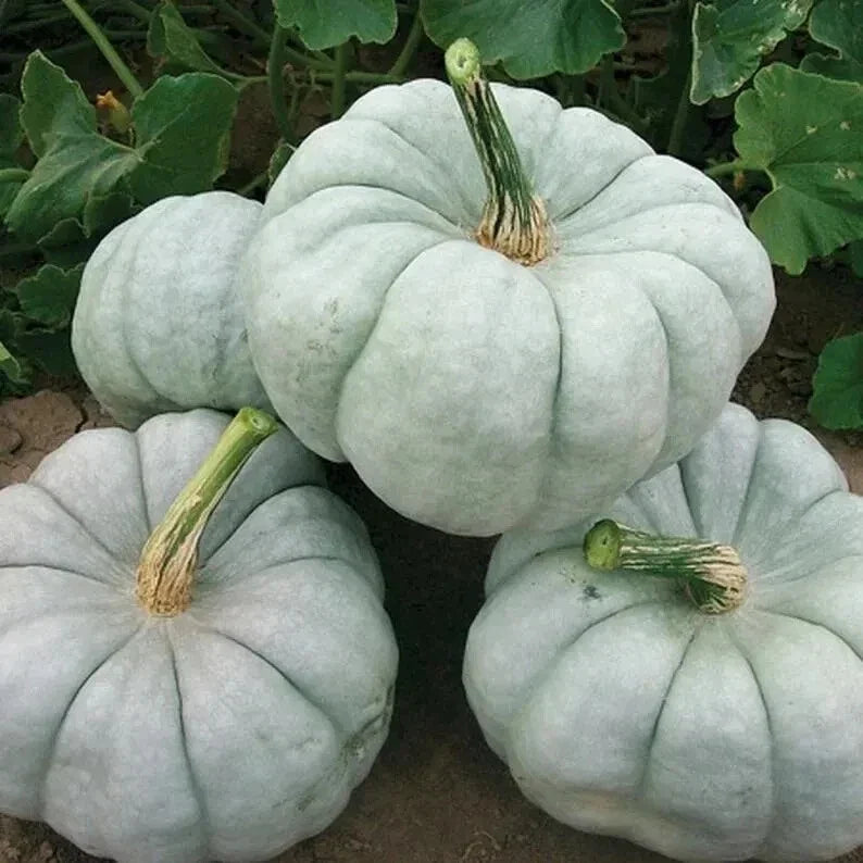 Blue Doll Pumpkin Seeds - Organic Cucurbita pepo, 10 Pack, Unique Blue-Hued Pumpkins, Grown in USA, Ships Free