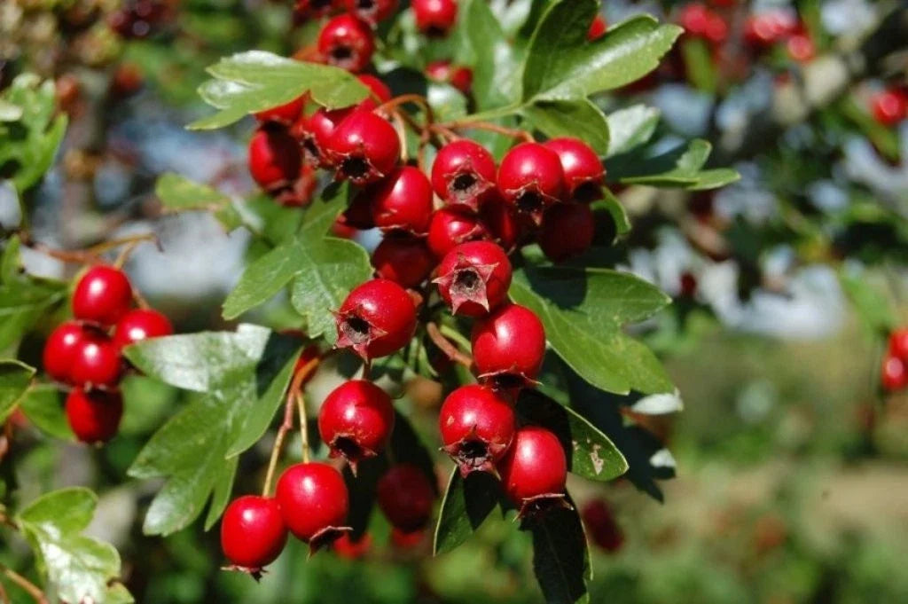 Hawthorn Live Plant in 4" Pot, Crataegus Monogyna, Hardy Shrub for Landscaping, Garden Hedge, Drought-Resistant, Rooted Plant