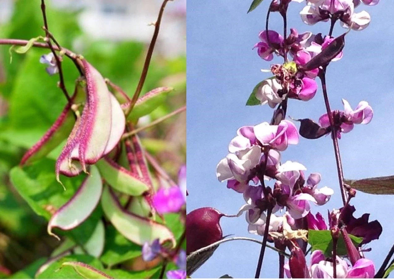 Hyacinth Bean Vine Seeds - Asian Purple Bataw Dolichos Lablab Edible Climbing Plant for Gardens