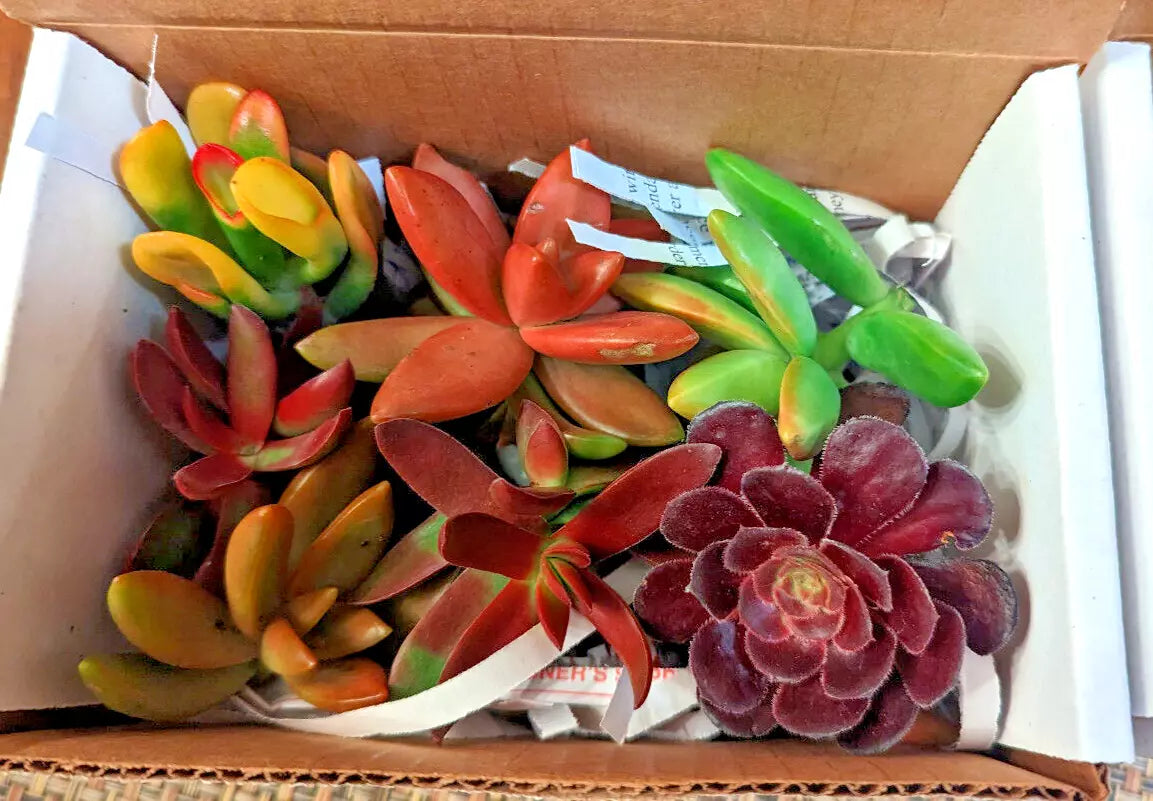 Succulent Cuttings 12 pcs Red Pink Orange Variety - 6 Species Mix