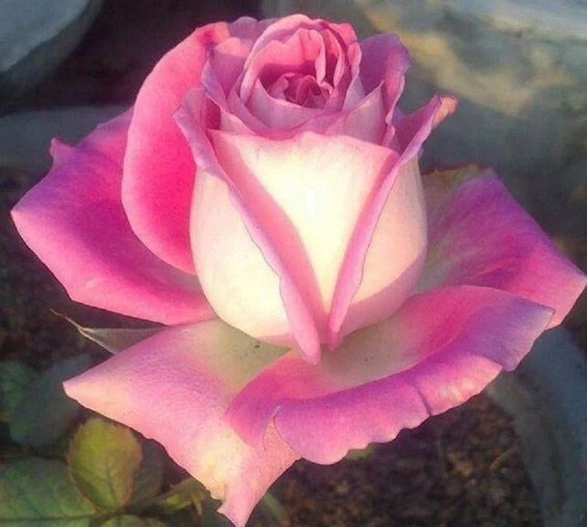 White Pink Rose Seeds - Perennial Bush Flower Seeds for Garden, Rosa spp.