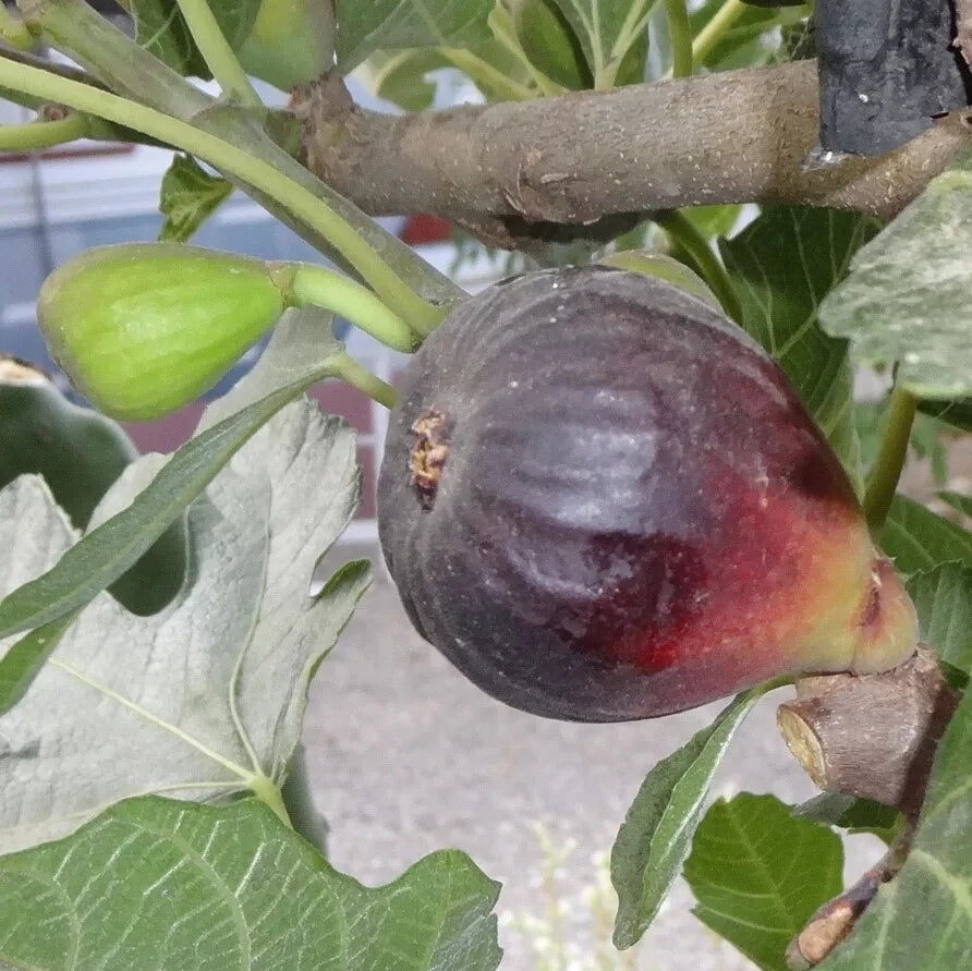 Petite Negri Fig Cuttings - Dwarf Ficus carica 'Negri' for Container Gardening, Zone 8-10, 2 Cuttings