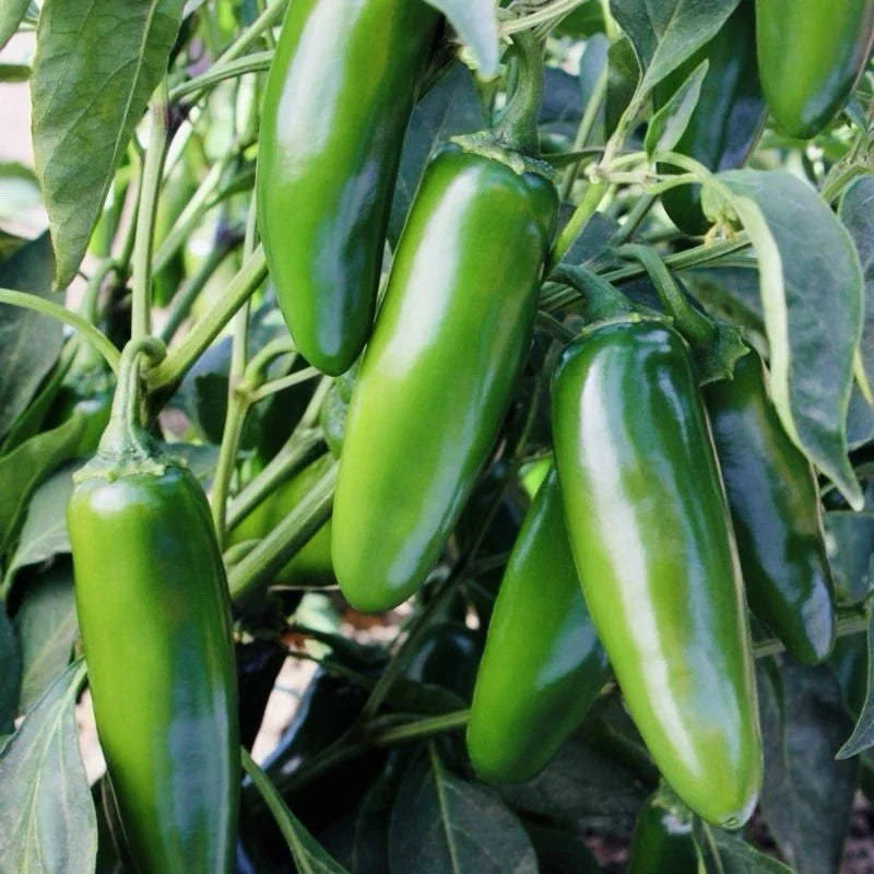 Jalapeno Hot Pepper Seeds - 100+ Heirloom Non-GMO Medium Peppers | Capsicum annuum