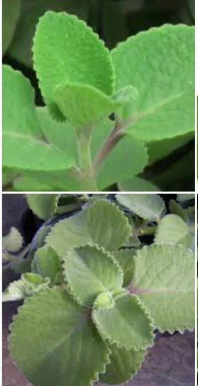 Cuban Oregano Plant | Well-Rooted Herb | Origanum Mexican | Indoor Outdoor Culinary Herb