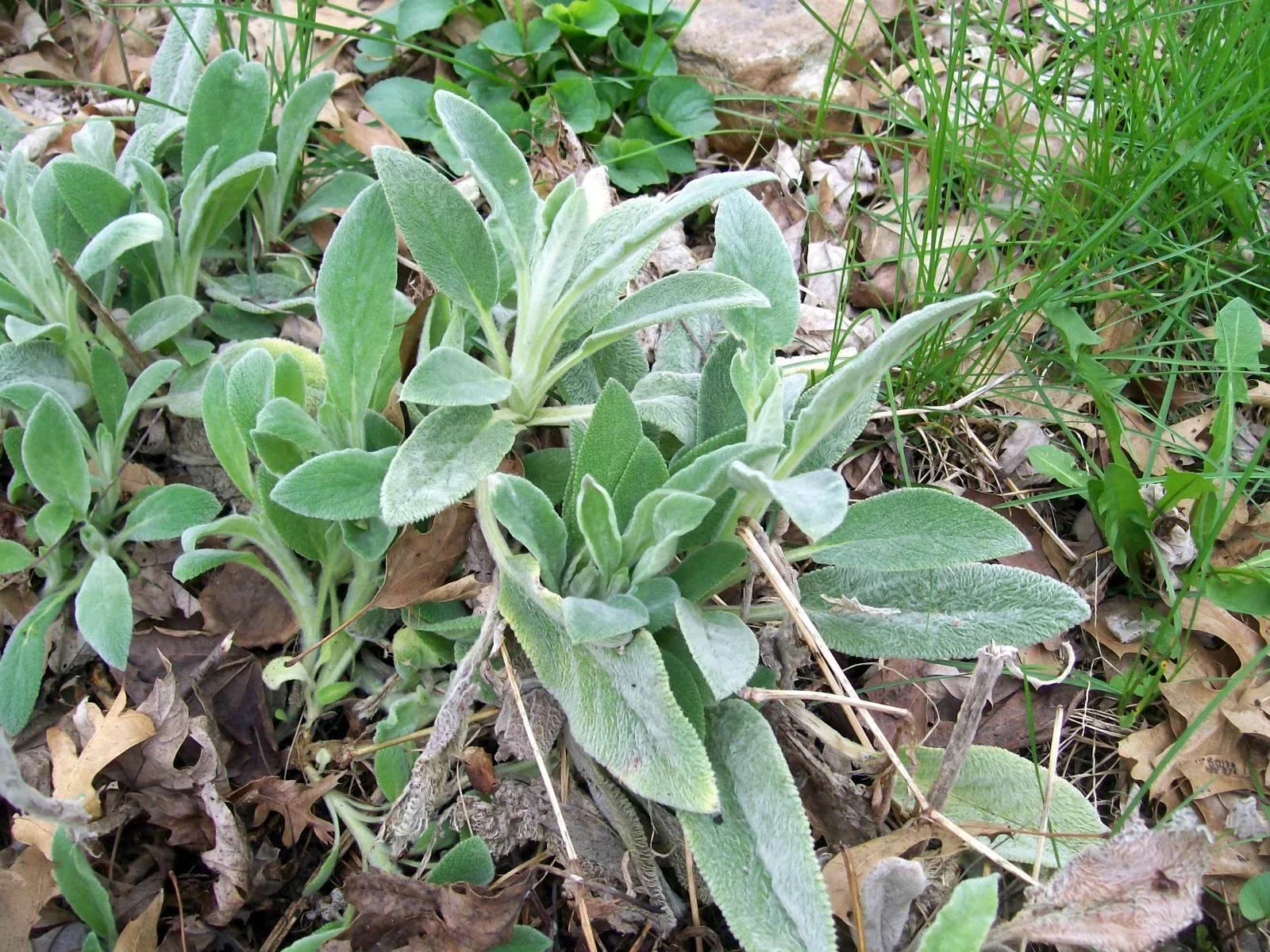 Lamb's Ears Live Starter Plants Set of 3 - Stachys byzantina, Silvery Foliage, Ground Cover, Drought-Tolerant, Full Sun