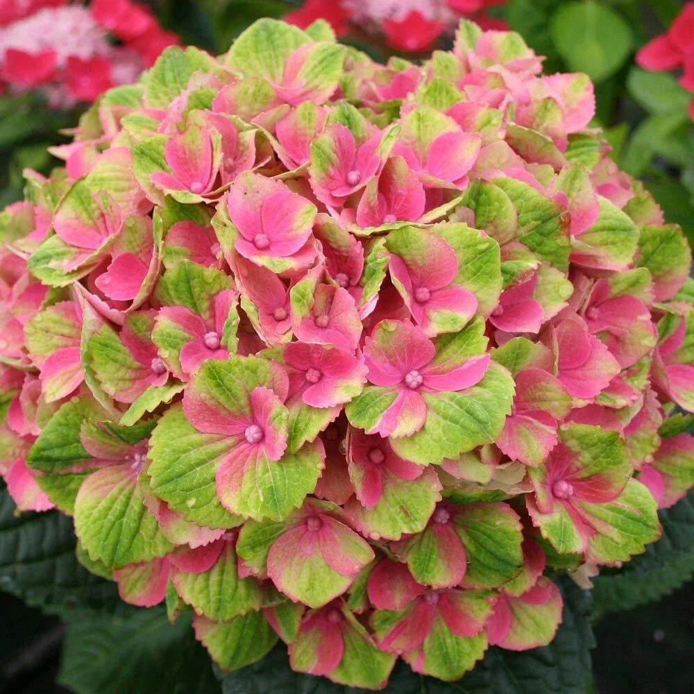 Amethyst Hydrangea Seeds - 5 Perennial Flower Seeds for Garden, Hydrangea macrophylla, Purple Blooms, Easy to Grow