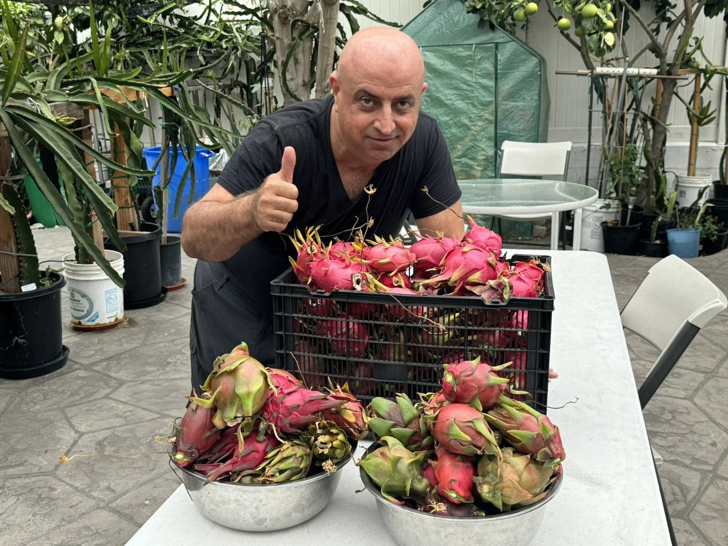 Dragon Fruit Cuttings 8-14 Inches Long - 9 Healthy Hylocereus spp. Cuttings for Growing Delicious Fruit