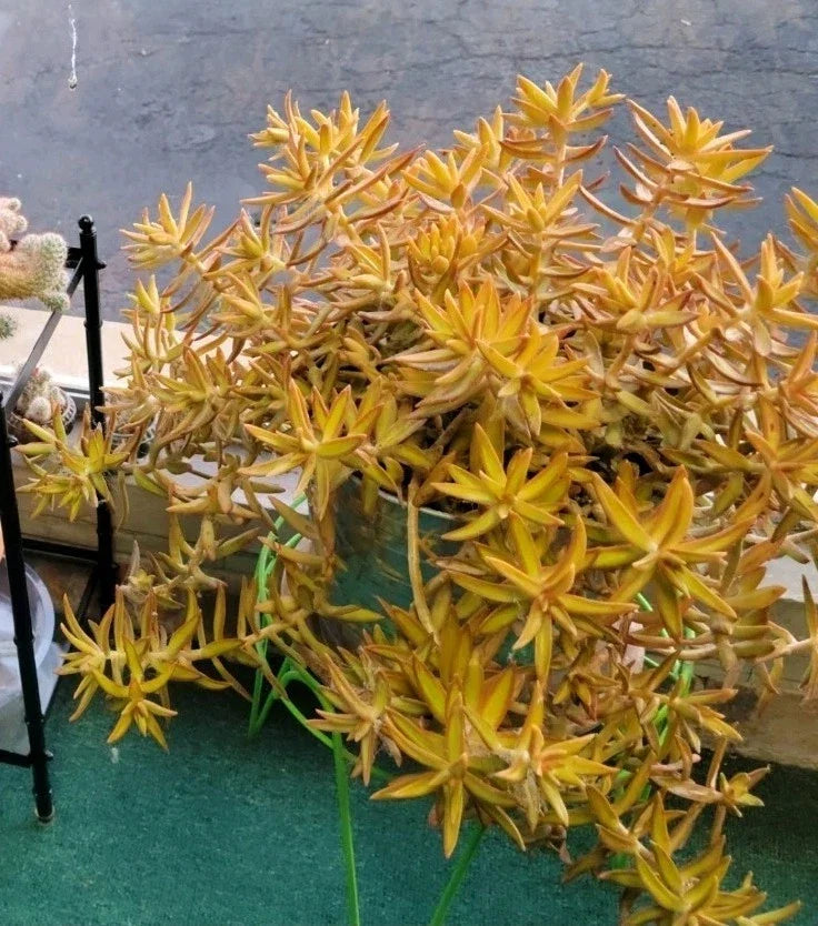 Coppertone Stonecrop Cuttings - 6 Sedum Adolphi Succulents - Vibrant Yellow-Orange Foliage for Indoor & Outdoor Gardening