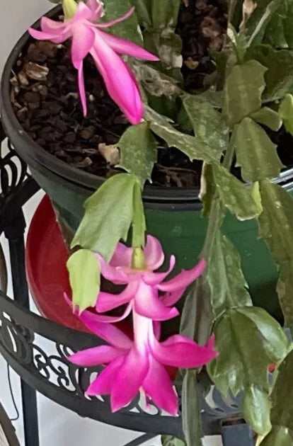 Schlumbergera Cactus Cutting - Pink Succulent Starter Plant for Home Decor and Gardening - Epiphyllum truncatum