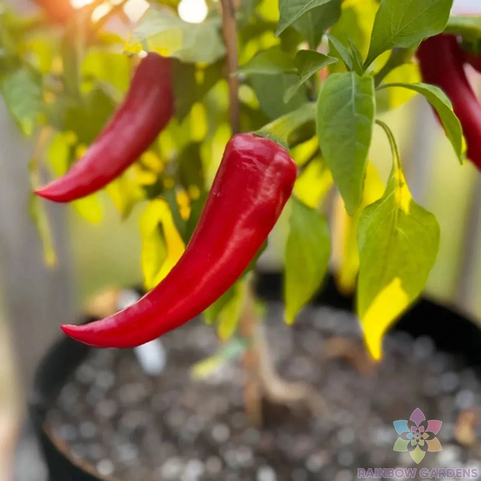 Mirasol Chile Hot Pepper Seeds – Capsicum annuum – Spicy Fruity Flavor – 25+ Pack for Garden Planting