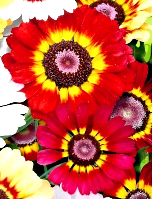 Painted Daisy Seeds 50 Count - Red/Orange Chrysanthemum carinatum, German Flag, Bright Color, Easy Grow, Pollinator Attracting