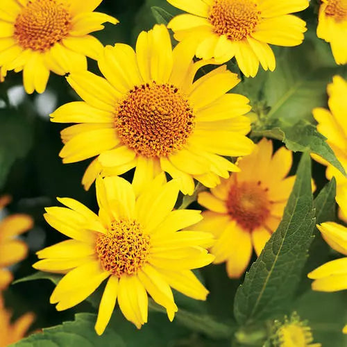 Heliopsis Seeds - 55 Perennial False Sunflower Seeds by GroCo USA