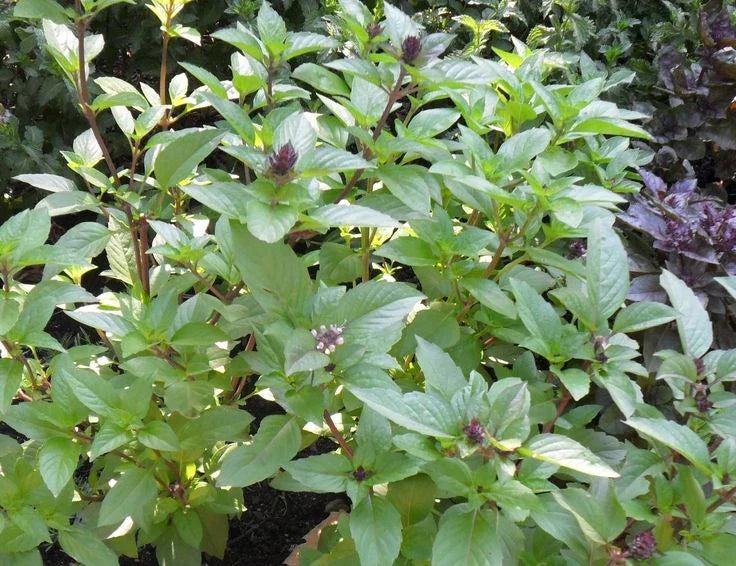 Cinnamon Basil Seeds - 3,200 Heirloom Culinary Herb Seeds - Ocimum basilicum 'Cinnamon'