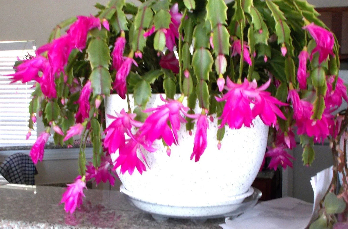 Healthy Pink Christmas, Thanksgiving, Easter Cactus - 3 Live Rooted Schlumbergera Plants for Indoor Decor