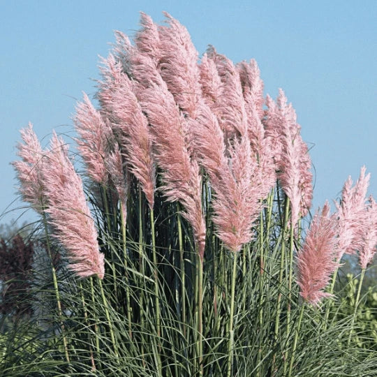 Pink Pampas Grass Seeds - Organic Perennial Seeds for Landscaping - Cortaderia selloana - USA Grown, Free Shipping