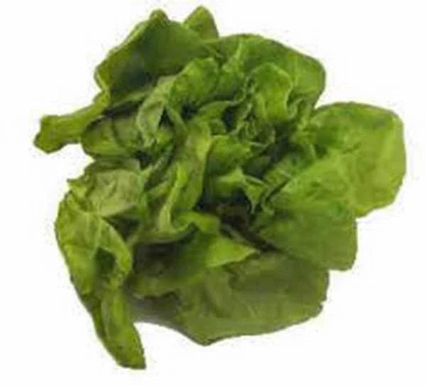 Heirloom Lettuce Seed Collection – Organic Vegetable Seeds for Garden, Non-GMO, Includes Butterhead, Romaine, Leaf & Crisphead Lactuca sativa