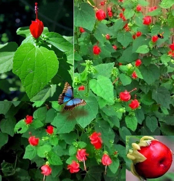 Turk's Cap Seeds - 10+ Malvaviscus arboreus Sleepy Mallow Wax Mallow Flowering Plant