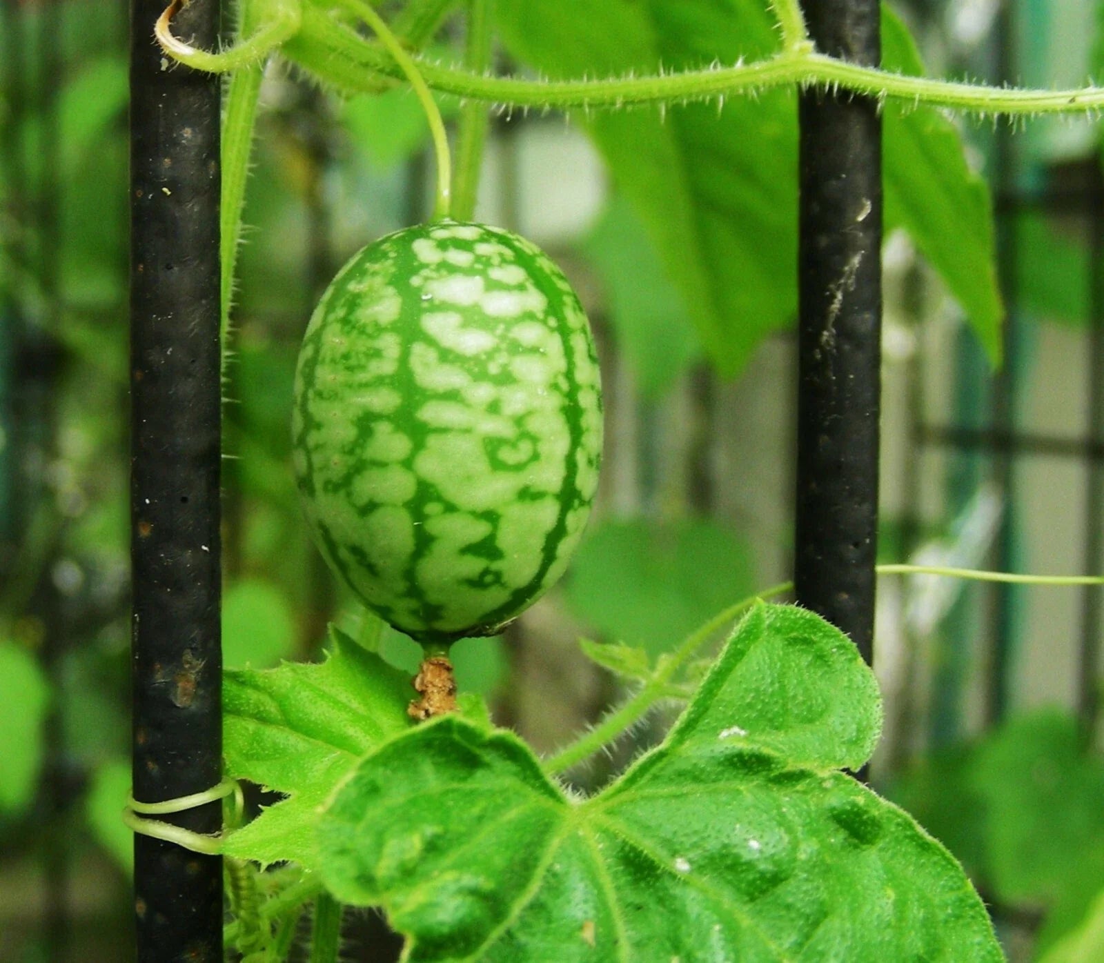 Organic Mouse Melon Seeds - Mexican Sour Gherkin, Grape-sized, Melothria scabra, Container Gardening, Edible Mini Cucumbers
