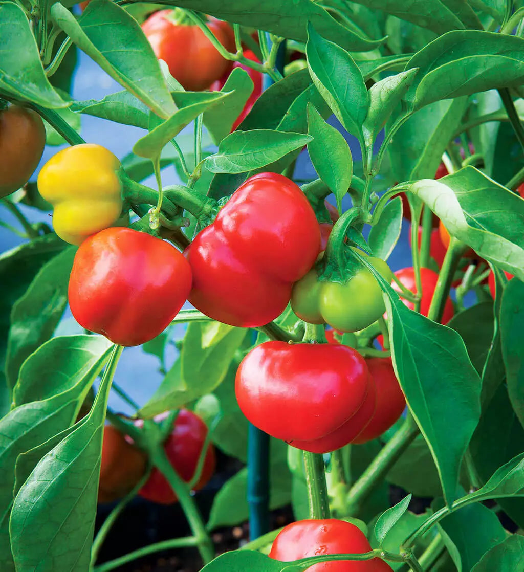 Pimento Sweet Mild Pepper Seeds | Non-GMO Heirloom Capsicum annuum | Fresh Garden Seeds for Culinary Use
