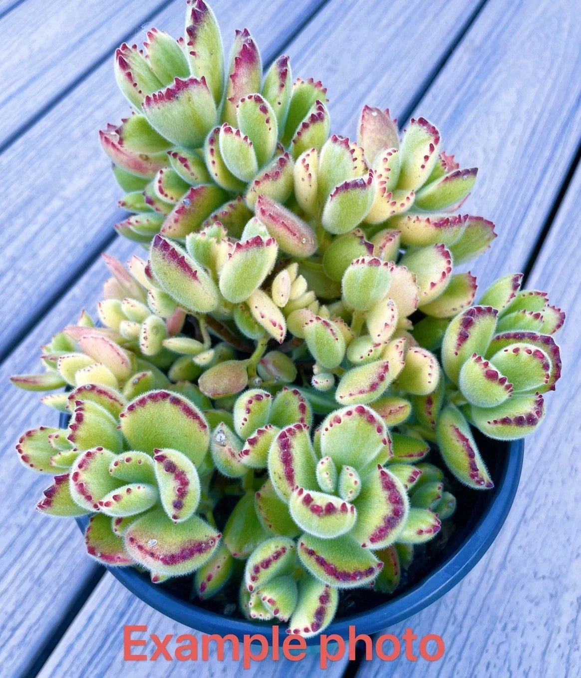 2" Cotyledon tomentosa Variegated Bear's Paw Succulent - Rare Live Plant Cutting for Indoor & Outdoor