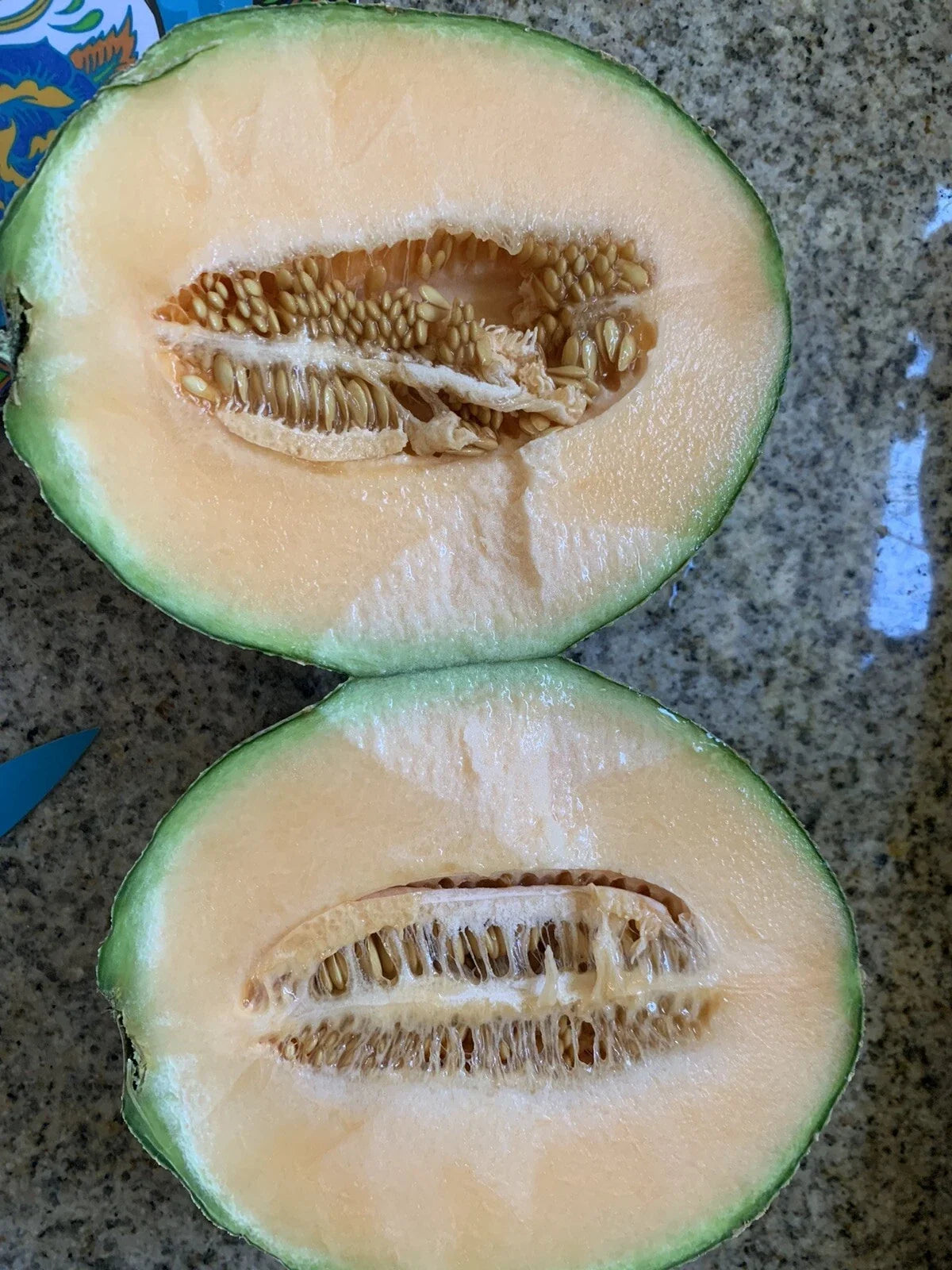 Cantaloupe Melon Seeds - 25 Pack, Sweet Juicy Variety, Homegrown Cucumis melo, Easy to Grow, Non-GMO, Summer Garden Plant