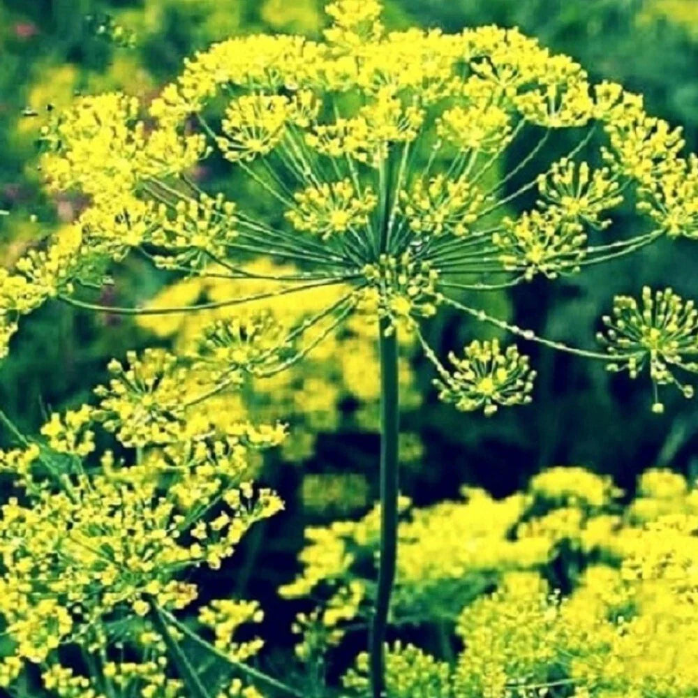 Bouquet Dill Seeds | NON-GMO Heirloom Anethum graveolens | Fresh Culinary Herb